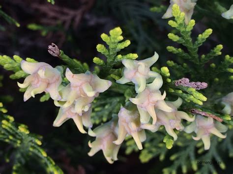 Herken de boomsoort NL: Oosterse levensboom; Latin: Thuja orientalis ...