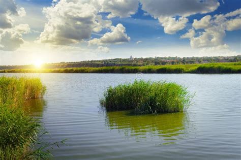 Reeds On The Lake Stock Image Image Of Nature Cattails 56049103