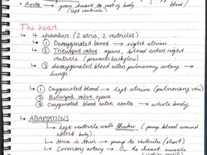 AQA Biology Topic 3 Revision Notes Teaching Resources