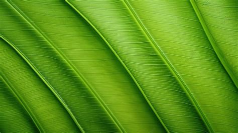 Vibrant Green Banana Leaf Texture Background Banana Leaf Green Banana