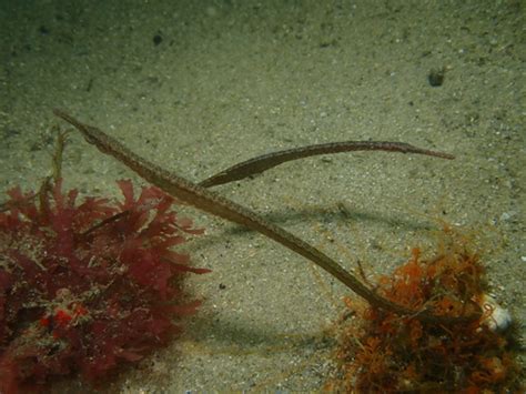 Widebody Pipefish Fishes Of Cabbage Tree Bay Aquatic Reserve Sydney