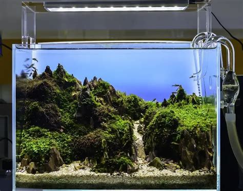 Aquascaping Your Aquarium Guide To Planted Aquariums Fishkeeping World