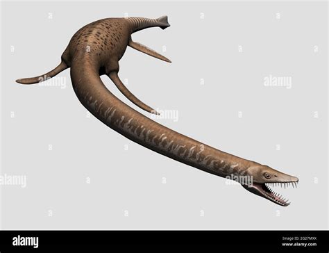 Elasmosaurus Skeleton