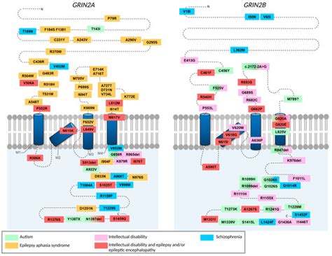 Ijms Free Full Text Nmda Receptor C Terminal Domain Signalling In