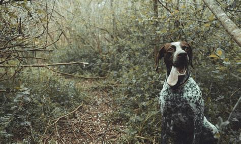 13 Tracker Dog Breeds Youll Love I Dog Snobs