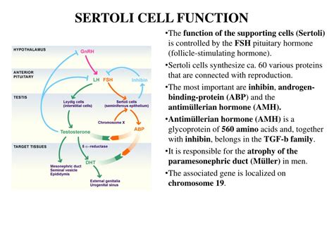 PPT - GENITAL SYSTEM DEVELOPMENT PowerPoint Presentation, free download ...