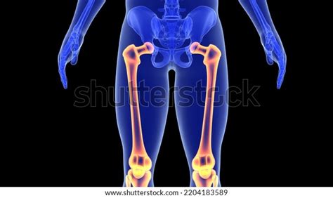 Human Leg Foot Bones Anatomy Kee Stock Illustration 2204183589 ...