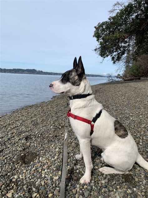 Bartholomew The Bull Terrier Akita Mix