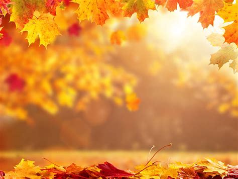 Autumn Stock Photos, Pictures & Royalty-Free Images - iStock