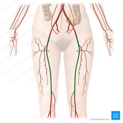 Femoral Artery Anatomy And Branches Kenhub