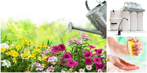 Qué pasa si riego mis plantas con agua y cloro Irrigation es