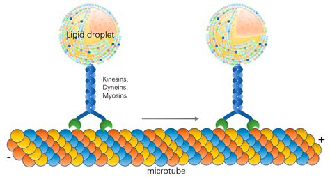 Ijms Free Full Text Motility Plays An Important Role In The