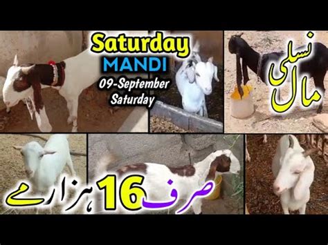 Home Goats For Sale In Karachi WhatsApp Bakra Mandi Update No 322