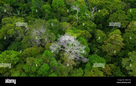 AMAZON TROPICAL JUNGLE, GREEN TREES Stock Photo - Alamy