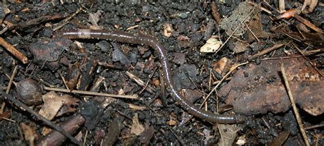 Minnesota Anglers Gardeners Urged To Beware Of Invasive Jumping Worm Cbs Minnesota