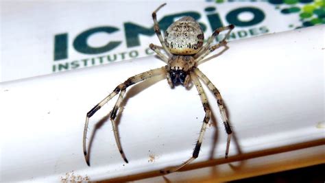 African Hermit Spider From Alto Da Boa Vista Rio De Janeiro Rj