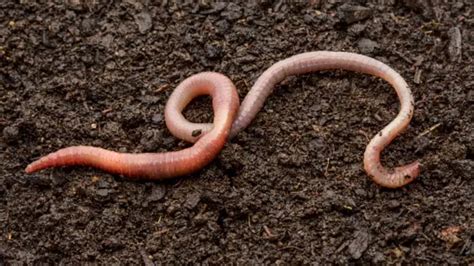 interesting fact   earthworms   pairs  heart