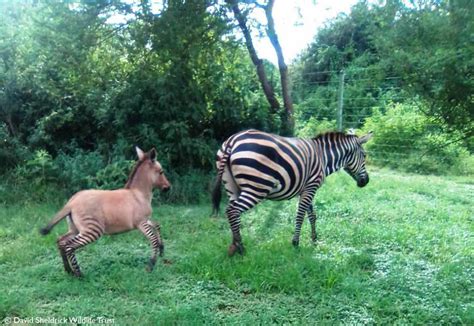 Zebra Gives Birth to 'Zonkey' After Mating With a Donkey