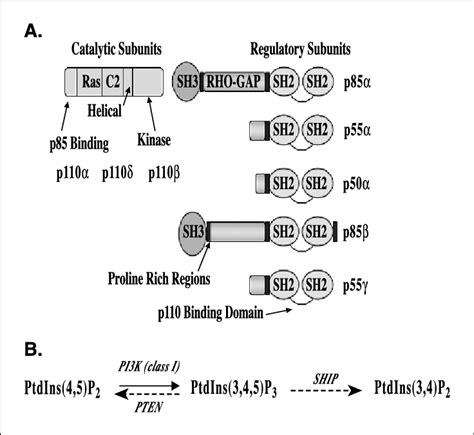 A, schematic diagram of domain structure of class I A PI3K catalytic ... 
