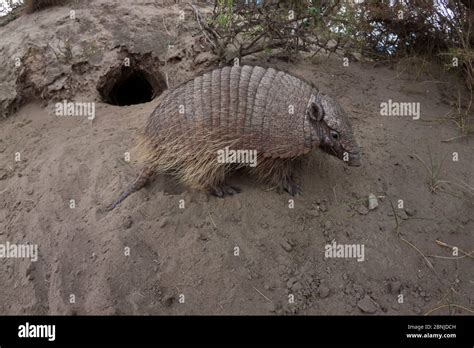 Armadillo burrow hi-res stock photography and images - Alamy