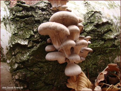 Boczniak Ostrygowaty Pleurotus Ostreatus Atlas Nagrzyby Pl