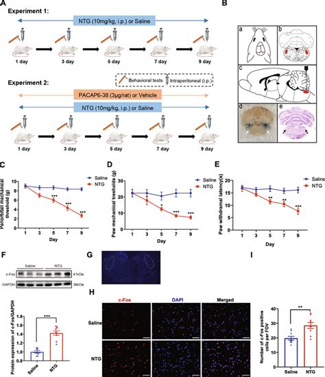 Repeated Injection Of NTG Induced Hyperalgesia And Upregulated C Fos