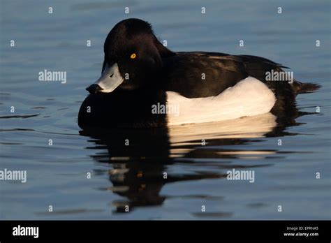 Male Tufted Duck Aythya Fuligula Stock Photo Alamy