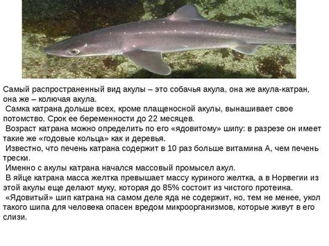 Катран черноморский: акула Черного моря. Повадки и строение