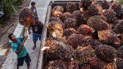 Keran Ekspor Cpo Sudah Dibuka Harga Tbs Kelapa Sawit Malah Semakin