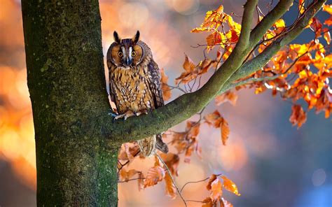 Autumn Owl Wallpapers Top Free Autumn Owl Backgrounds Wallpaperaccess