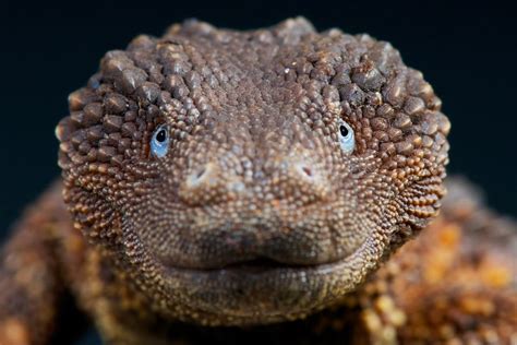 The earless monitor lizard, Lanthanotus borneensis : badassanimals