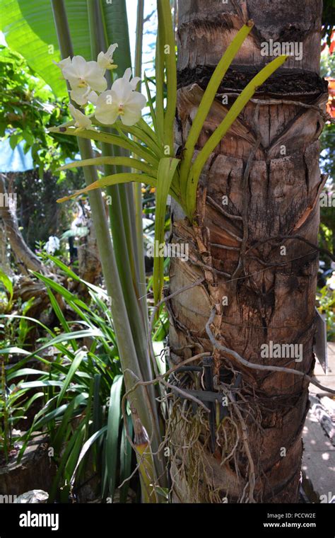 Orchid In An Orchid Garden Showing The Roots And The Trunk Of A Palm Tree On Which It Is