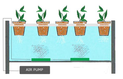 Autoflower Hydroponic Nutrient Schedule