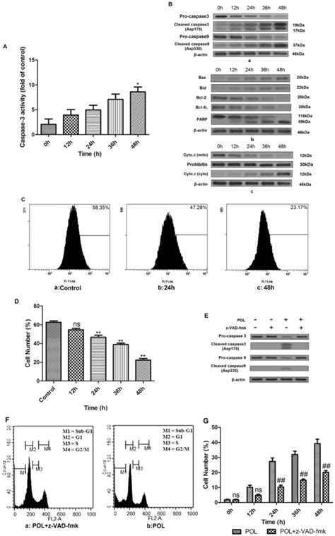 A Effects of 23 µg mL POL on caspase 3 activation with increasing