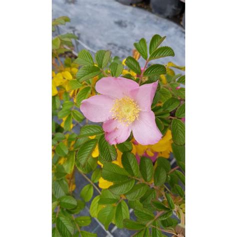 Rosa Rugosa Dagmar Hastrup Rosier Rugueux Rose