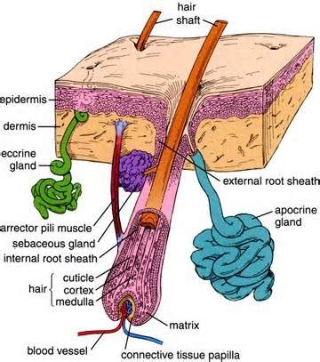 Chapter 5 Integumentary System Flashcards Quizlet