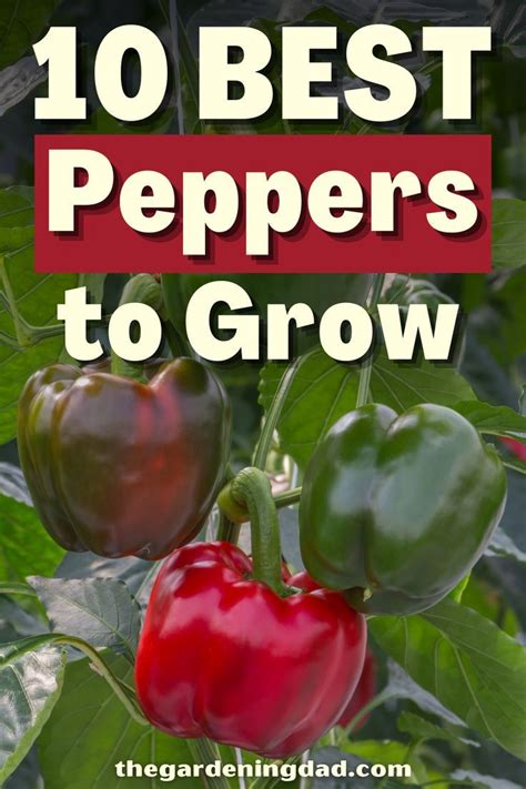 10 Best Peppers To Grow In Ohio 2023 Guide Stuffed Peppers Garden