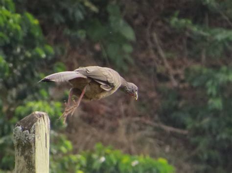 Ortalis Columbiana Guacharaca Colombiana Colombian Chachalaca