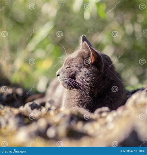 Cute Adult Grey Cat With Beautiful Green Eyes Lying On A Rock Stock