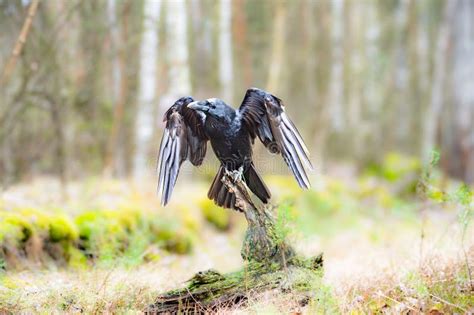 The Great Raven Corvus Corax Stock Photo Image Of Gothic Feathers