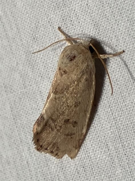 American Dun Bar Moth From Penn Ave Apalachin NY On July 26 2023 At