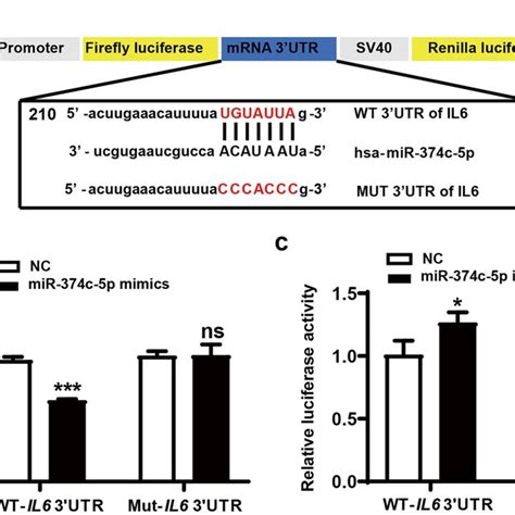 MiR 374c 5p Directly Targets IL6 MRNA 3UTR A Schematic Representation