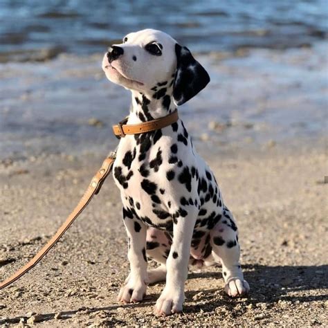 14 Amazing Things About Dalmatians Dalmatian Puppy Cute Dogs And