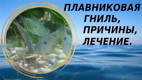 Плавниковая гниль, причины появления, лечение. - YouTube