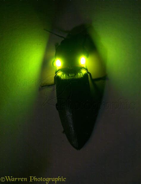 Luminous Click Beetle Photo Wp12837