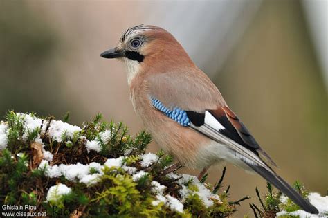 Geai Des Chênes Garrulus Glandarius