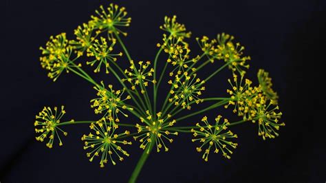 Dill Flower Herbs Spice Free Photo On Pixabay Pixabay