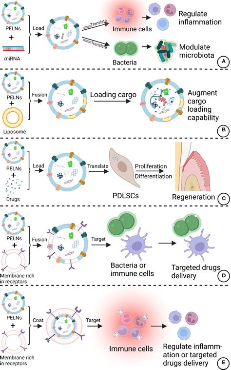 Frontiers The Emerging Role Of Plant Derived Exosomes Like