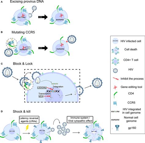 Schematics Of Car T Cell Therapy For Hiv Infection Collecting Cd8 T