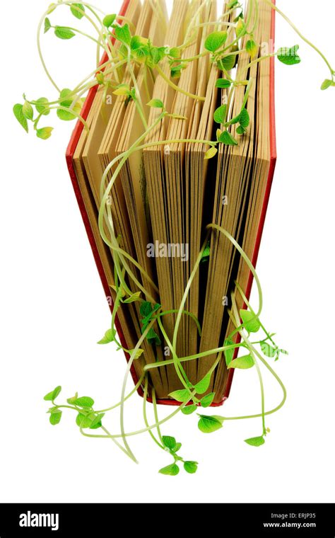 Book With Snow Pea Sprouts Stock Photo Alamy